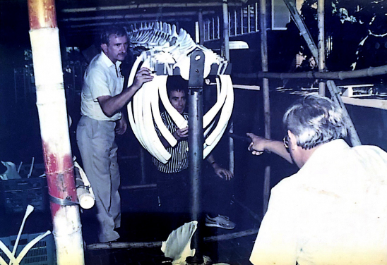 Image 13: After years housed indoors at HKU campus, academics from various departments worked to rebuild the skeleton and take it back to the sea.